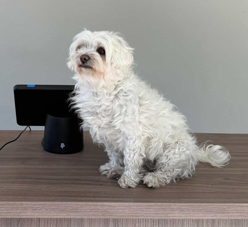 Vit hund som sitter vid salongens disk