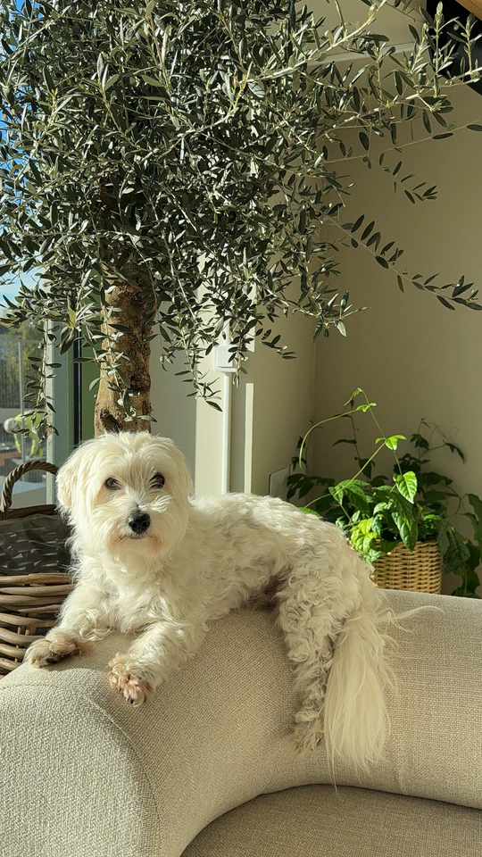 Vit hund som vilar i salongens soffa